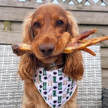 Healthy dog chewing a Canadian freeze-dried turkey foot treat for natural joint support and dental health.