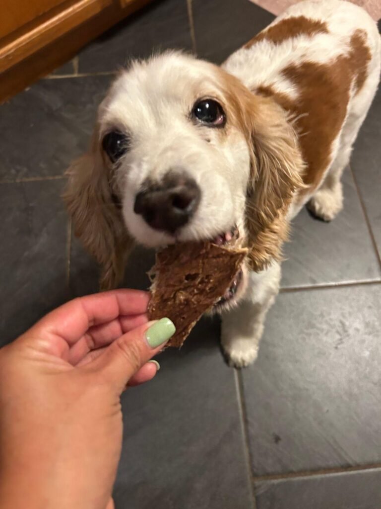 Dog eating single-ingredient freeze-dried beef liver and beef lung treats made in Canada for dogs with allergies.