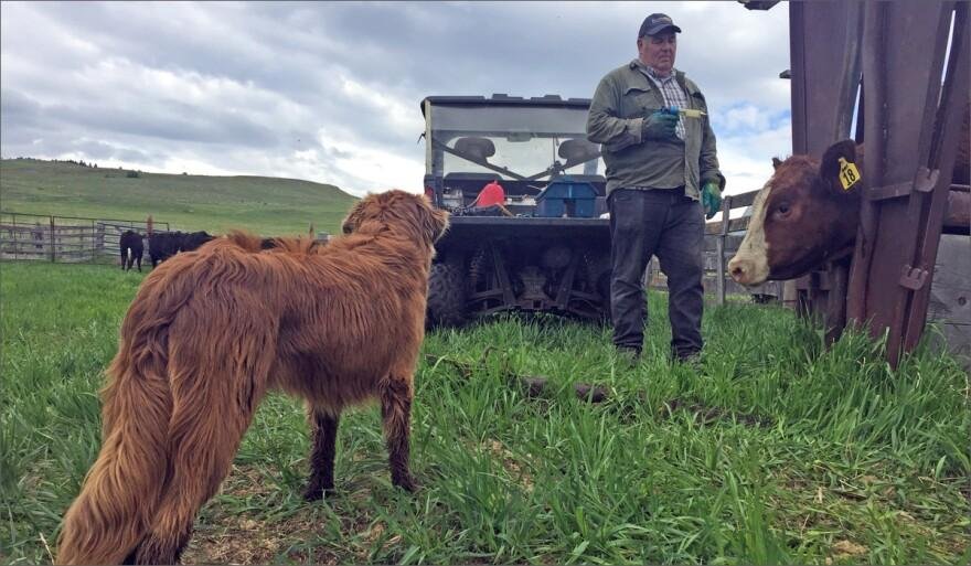 Hutterite Farming in Alberta for Premium Dog Treat Ingredients