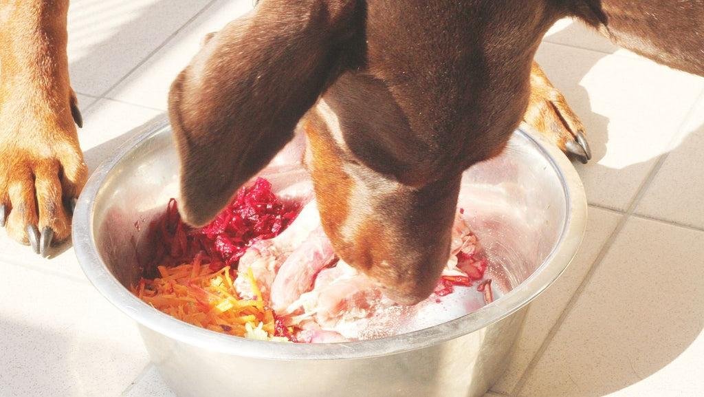 Healthy dog beside a bowl of raw beef, organ meat, and freeze-dried treats illustrating a raw feeding diet for dogs in Canada.