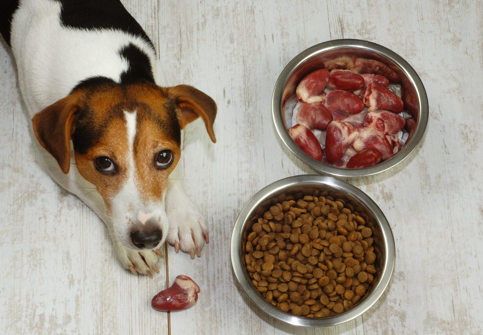 Healthy dog beside freeze-dried beef treats with wheat, corn, soy, and chickpeas showing the difference between meat-based and grain-based dog nutrition.